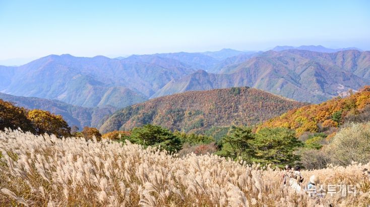 정선군, ‘은빛 억새 물결 따라 걷는 힐링, 민둥산에서 만나는 특별한 가을’ 제30회 민둥산 은빛억새축제 개최