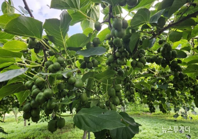 다래(품종명 오텀센스) 열매