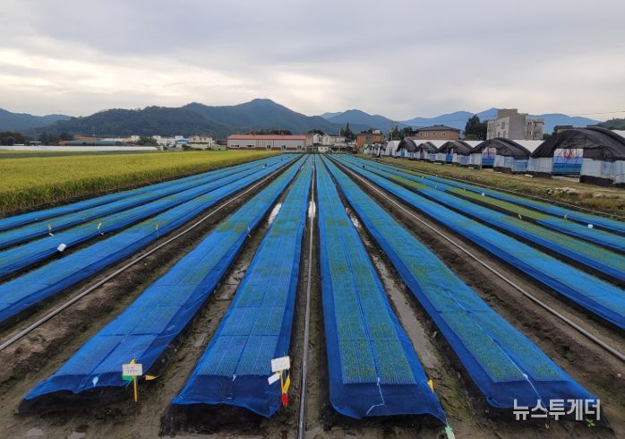 양파 노지 육묘