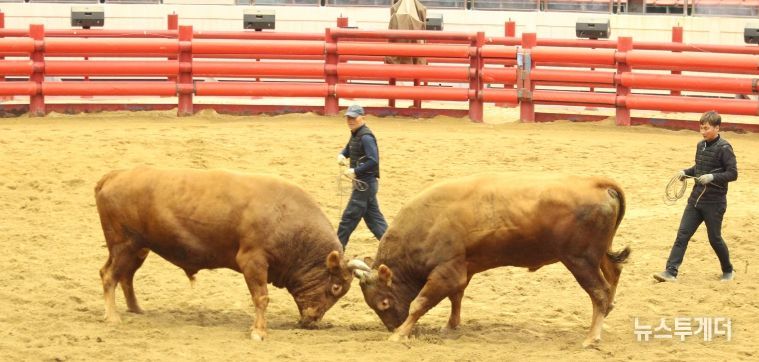 2025년 청도군 전국 민속 소싸움대회 성황리 종료