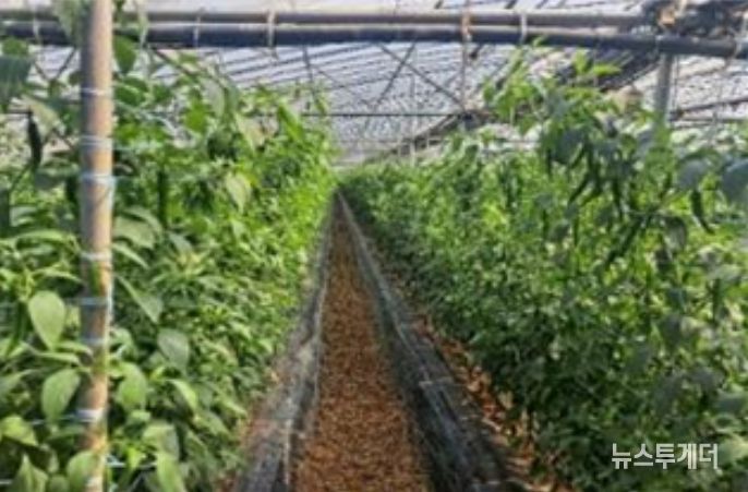 시설고추 재배지