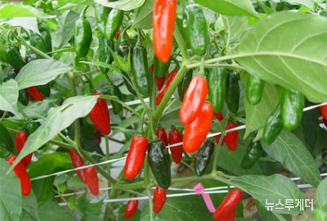 오이모자이크바이러스, 역병, 포티바이러스, 토마토반점시들음바이러스 저항성 자원(IT229195)