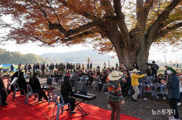 영암군 엄길마을 들녘과 고목의 합창 음악회