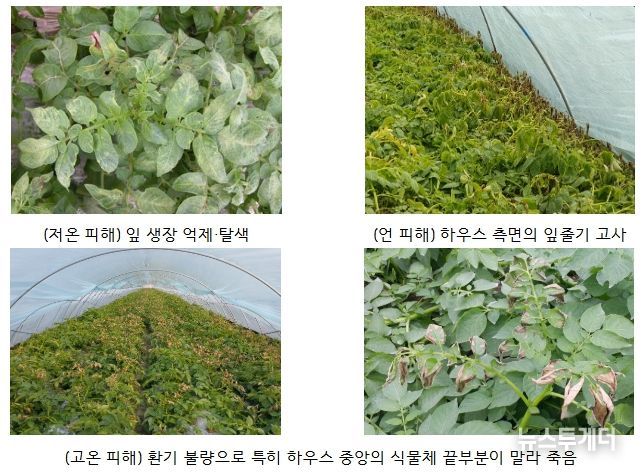 겨울 시설감자의 저온(1~2월)과 고온(3월) 피해