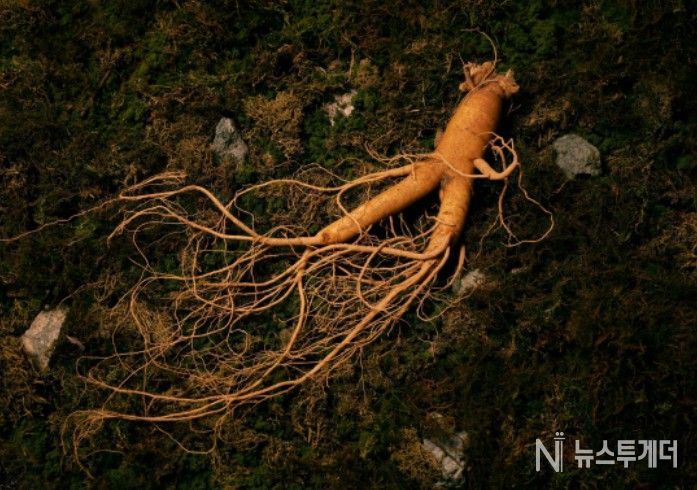 '인삼문화: 지식, 기술 그리고 사회문화적 실천' - 인삼