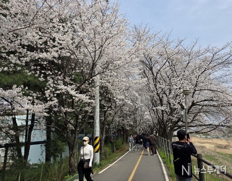 세종의 봄 알리는 '조치원 봄꽃 축제' 성료