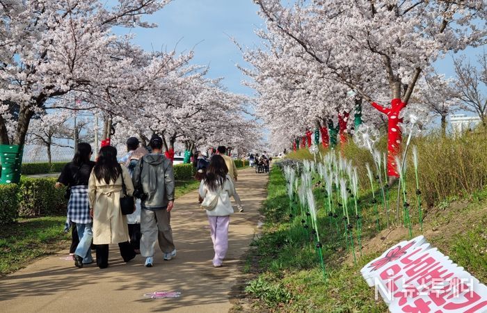 강릉 봄 관광 이끈 ‘2026 경포 벚꽃 축제’ 성료… 통합 홍보로 도심 전역 활기