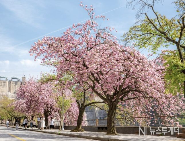 봄의 절정, 충주호에서 만나다… 제13회 벚꽃축제 개최